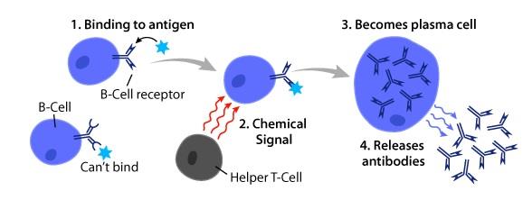 Whole mechanism of T and B cell.jpg